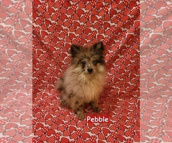 Medium Photo #2 Pomeranian Puppy For Sale in CLARKSVILLE, TN, USA