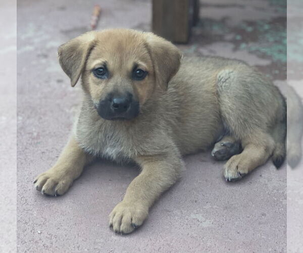 Medium Photo #2 Mutt Puppy For Sale in Dana Point, CA, USA