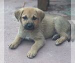 Small #1 Mutt