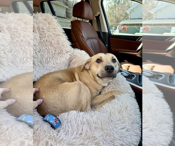 Medium Photo #3 Labrador Retriever-Unknown Mix Puppy For Sale in Brewster, NY, USA