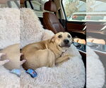 Small #2 Labrador Retriever Mix