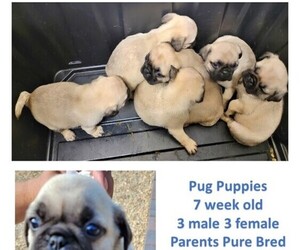 Pug Puppy for sale in DESERT HOT SPRINGS, CA, USA