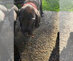 Small Great Dane