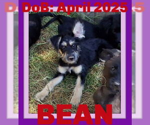 Mutt Dogs for adoption in Sebec, ME, USA