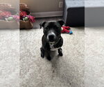 Small #4 Mutt