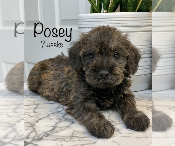 Medium Photo #1 Schnoodle (Miniature) Puppy For Sale in LARCHWOOD, IA, USA