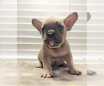 Small Photo #2 French Bulldog Puppy For Sale in FLEMING ISLAND, FL, USA