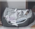 Small #6 Bagle Hound