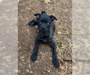 Newt - Female Labrador Retriever-Staffordshire Bull Terrier Mix Dog for Adoption - Photo #4