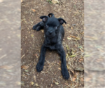 Small Photo #4 Labrador Retriever-Staffordshire Bull Terrier Mix Puppy For Sale in San Diego, CA, USA