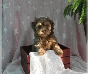 YorkiePoo Puppy for sale in MILLERSBURG, OH, USA