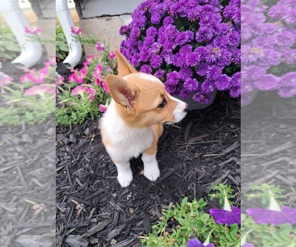 Medium Photo #10 Pembroke Welsh Corgi Puppy For Sale in SHILOH, OH, USA