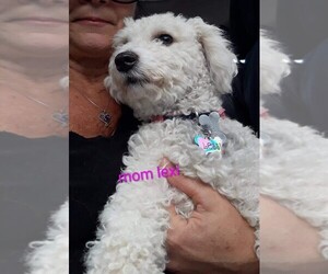 Mother of the Mal-Shi-Poodle (Toy) Mix puppies born on 11/26/2025