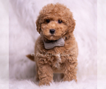Small Photo #76 Goldendoodle (Miniature) Puppy For Sale in WARSAW, IN, USA