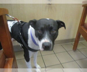 Labrador Retriever Dogs for adoption in Ocala, FL, USA