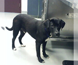 Labrador Retriever Dogs for adoption in Fayetteville, NC, USA