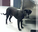 Small Labrador Retriever