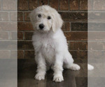 Puppy Conan Goldendoodle