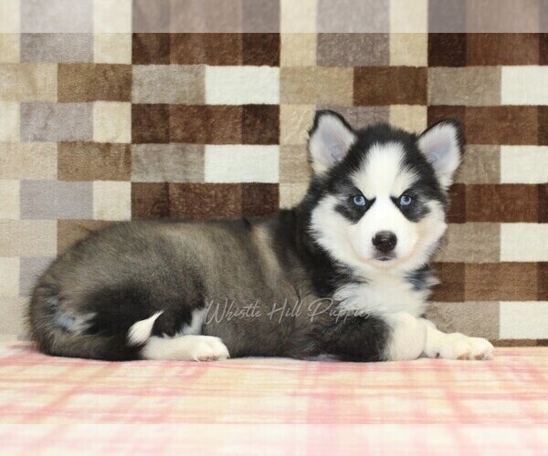 Medium Photo #2 Pomsky Puppy For Sale in DENVER, PA, USA