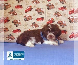 Morkie-Shorkie Tzu Mix Puppy for sale in WINNSBORO, LA, USA