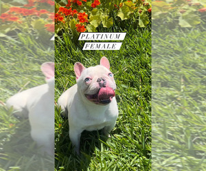 French Bulldog Puppy for sale in LOS ANGELES, CA, USA