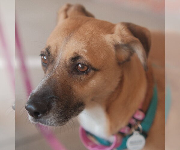 Medium Photo #2 Mutt Puppy For Sale in San Jose, CA, USA