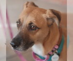 Small #1 Mutt