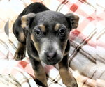 Small #3 Chihuahua-Labrador Retriever Mix