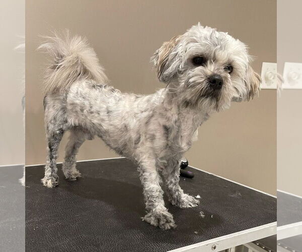 Medium Photo #2 Lhasa Apso-Unknown Mix Puppy For Sale in Rochester, NY, USA