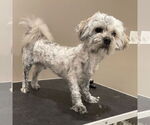 Small #1 Lhasa Apso Mix