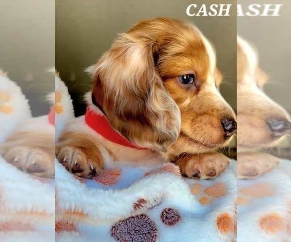 Medium Photo #16 Dachshund Puppy For Sale in THORNTON, CO, USA