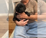 Puppy Orange Male Labrador Retriever