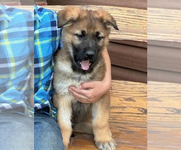Medium Photo #4 German Shepherd Dog Puppy For Sale in GREENWOOD, WI, USA