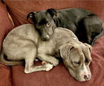 Small #27 American Staffordshire Terrier-Labrador Retriever Mix