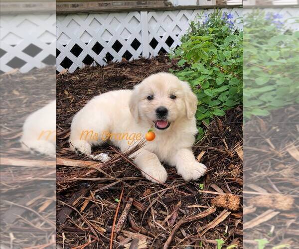 Medium Photo #5 Goldendoodle Puppy For Sale in PALM BAY, FL, USA