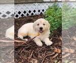 Small Photo #5 Goldendoodle Puppy For Sale in PALM BAY, FL, USA