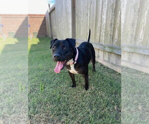Roux B - Female American Pit Bull Terrier-Unknown Mix Dog for Adoption - Photo #29