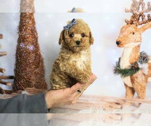 Poodle (Toy) Puppy for sale in WARSAW, IN, USA