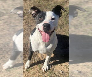American Pit Bull Terrier-Unknown Mix Dogs for adoption in Augusta, GA, USA