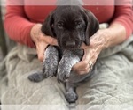 Small Photo #6 German Shorthaired Pointer-German Wirehaired Pointer Mix Puppy For Sale in DEFUNIAK SPRINGS, FL, USA