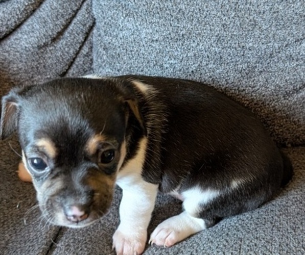 Medium Photo #3 Chiweenie Puppy For Sale in CAMANO ISLAND, WA, USA
