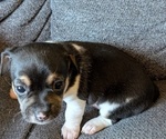 Small Photo #8 Chiweenie Puppy For Sale in CAMANO ISLAND, WA, USA
