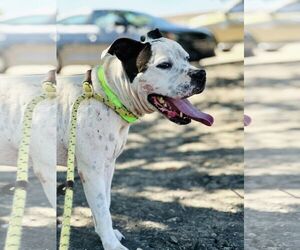 Steelix - Male American Pit Bull Terrier-Unknown Mix Dog for Adoption - Photo #8