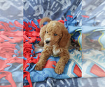 Small #1 Goldendoodle (Miniature)