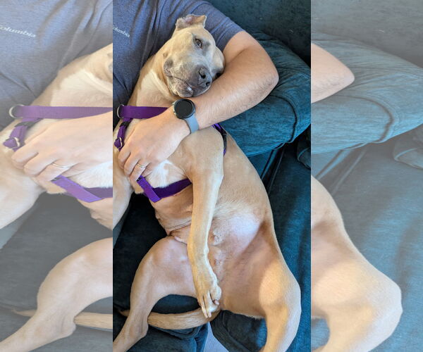 Medium Photo #19 Mutt Puppy For Sale in Philadelphia, PA, USA