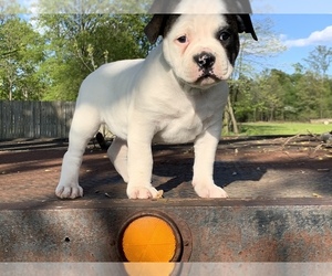 American Bulldog Puppy for sale in BROWN JUG CORNER, IN, USA