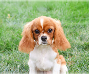 Cavalier King Charles Spaniel Puppy for sale in SYRACUSE, IN, USA