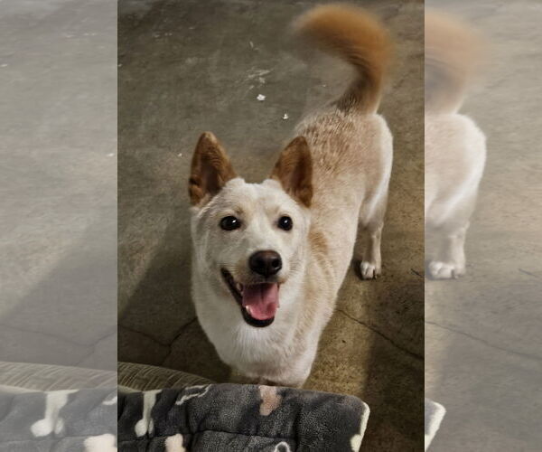 Medium Photo #1 Shiba Inu-Unknown Mix Puppy For Sale in Agoura Hills, CA, USA