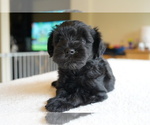 Puppy Miss Thursday Schnauzer (Miniature)