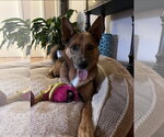 Small #11 Australian Kelpie-German Shepherd Dog Mix